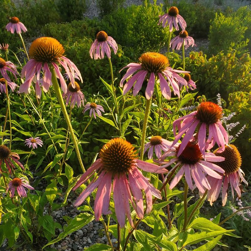 Avoid Rich Wet Soil That Weakens The Plant