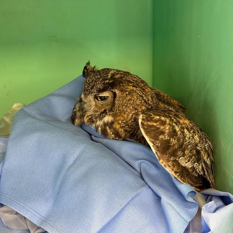 Avoid Rodent Poison That Can Harm Owls
