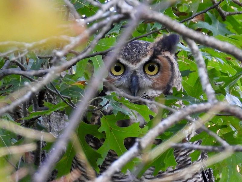 Avoid Rodent Poison That Can Harm Raptors