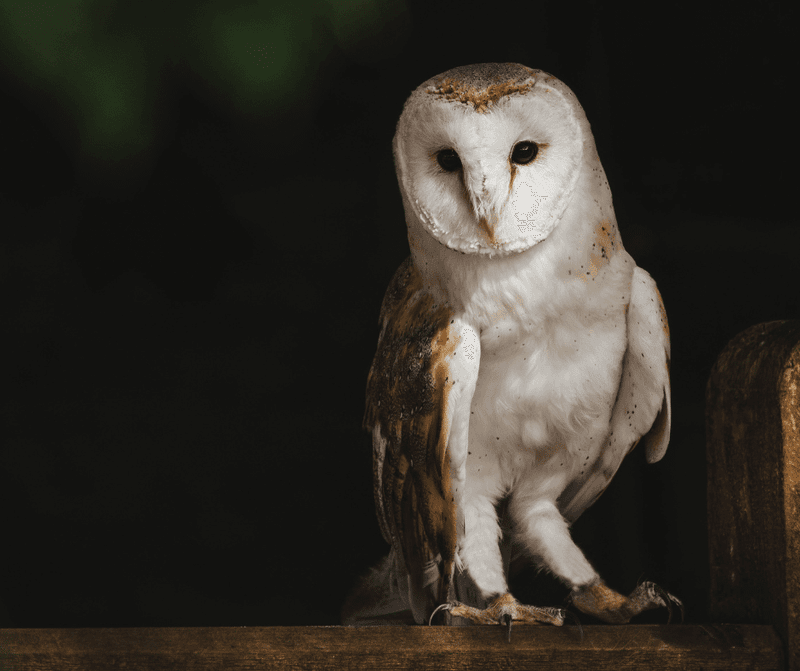 Avoid Rodenticides Around Owl Habitat Avoid Rodenticides Around Owl Habitat