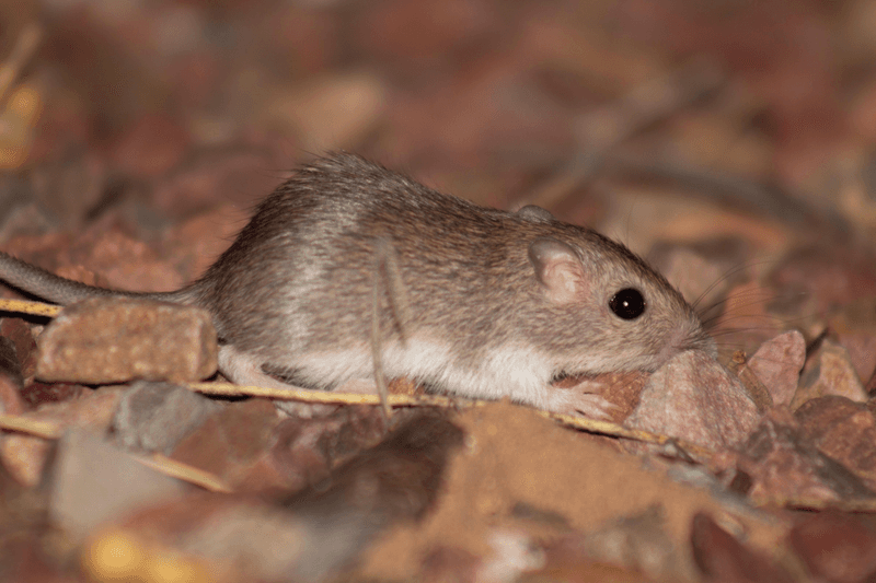 Avoid Rodenticides That Can Harm Owls