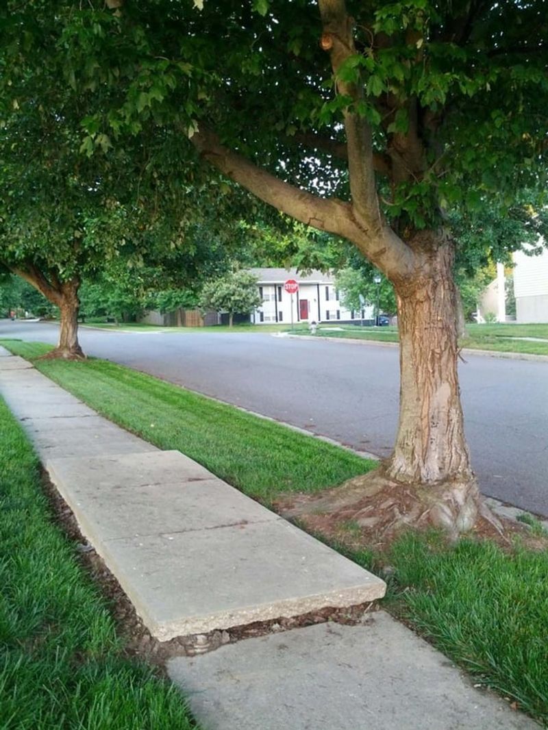 Avoid Roots That Can Lift Sidewalk Panels Avoid Roots That Can Lift Sidewalk Panels