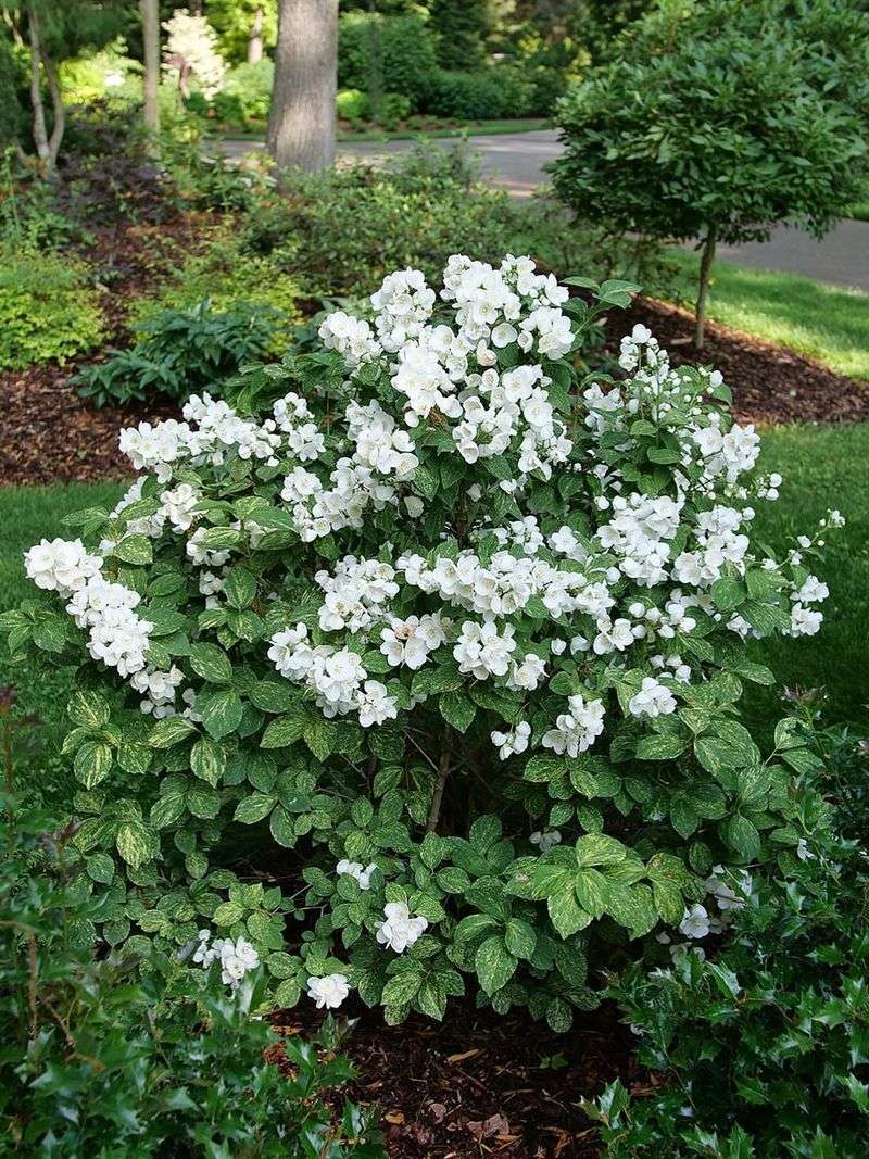 Avoid Shearing Mock Orange Into A Tight Ball Avoid Shearing Mock Orange Into A Tight Ball