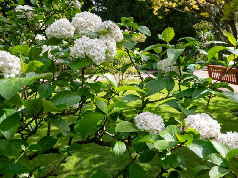 Avoid Shearing The Whole Shrub Avoid Shearing The Whole Shrub