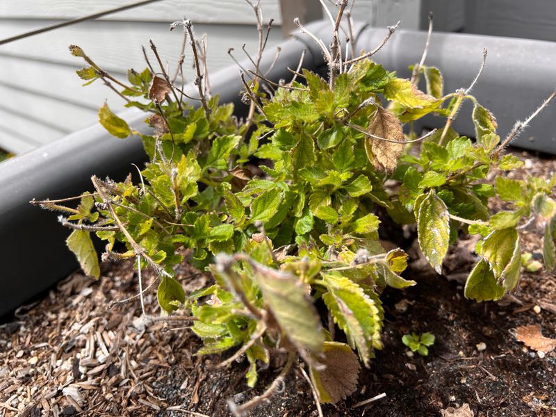 Avoid Soggy Soil That Cuts Down Blooms Avoid Soggy Soil That Cuts Down Blooms