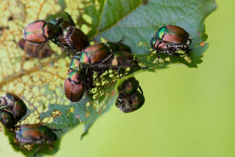 Avoid Spraying Every Insect In The Garden