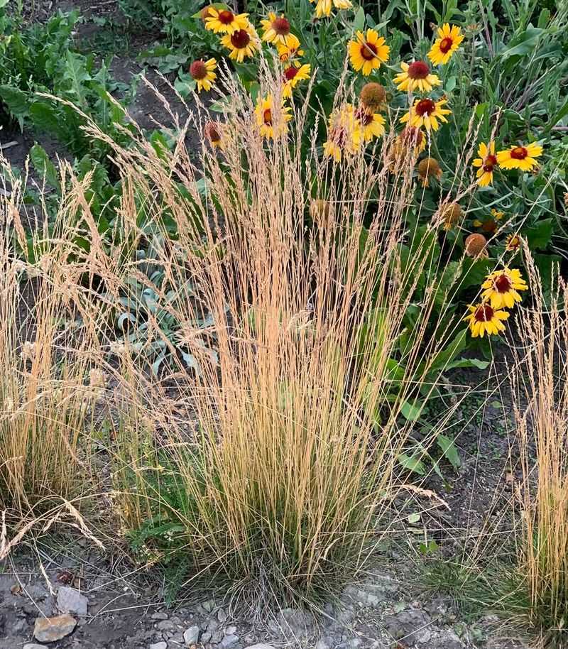 Avoid Sprays Around Swallow-Friendly Yard Edges