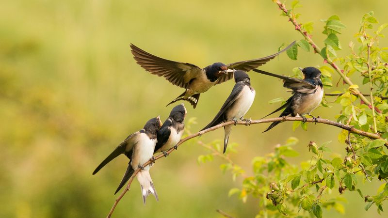 Avoid Sprays That Reduce Flying Insects