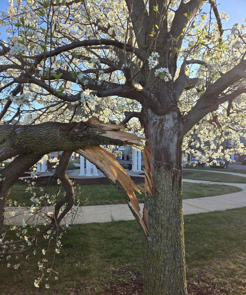 Avoid The Weak Branching Bradford Pear Is Known For