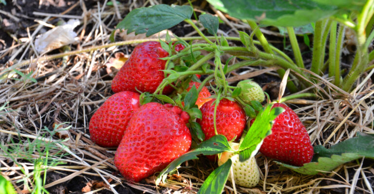 Avoid These Common Mistakes To Get Bigger Strawberry Harvest In Indiana
