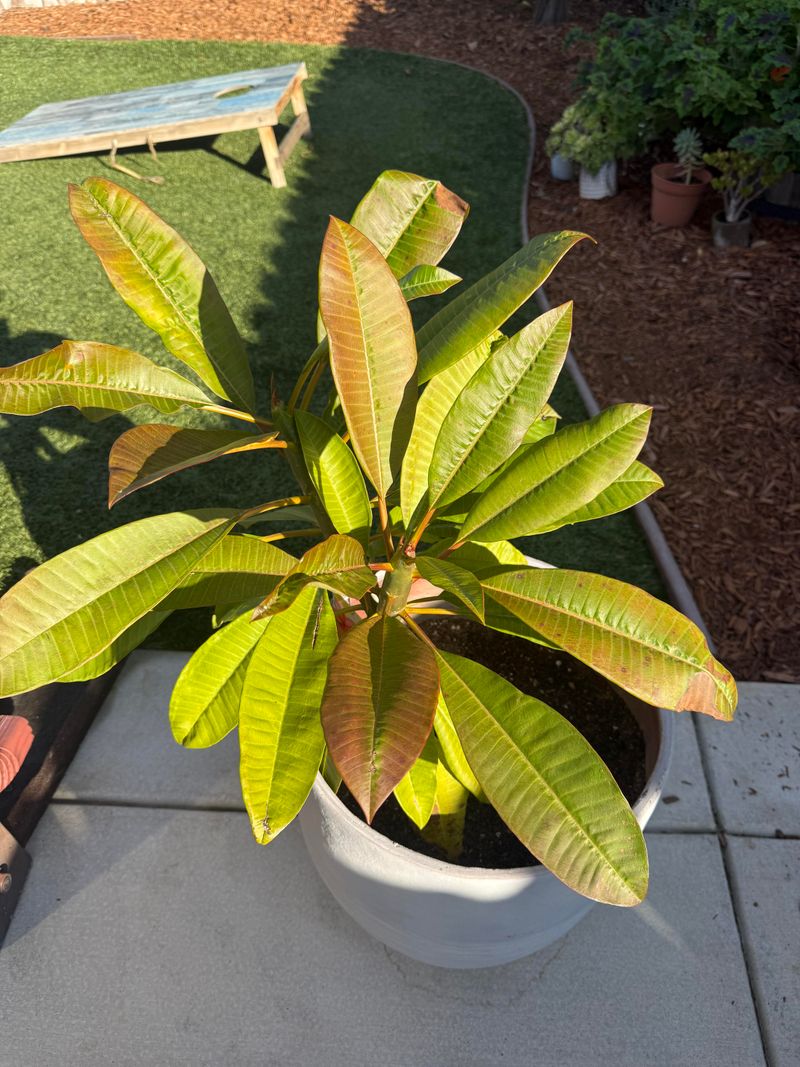 Avoid Too Much Nitrogen Before Bloom Season