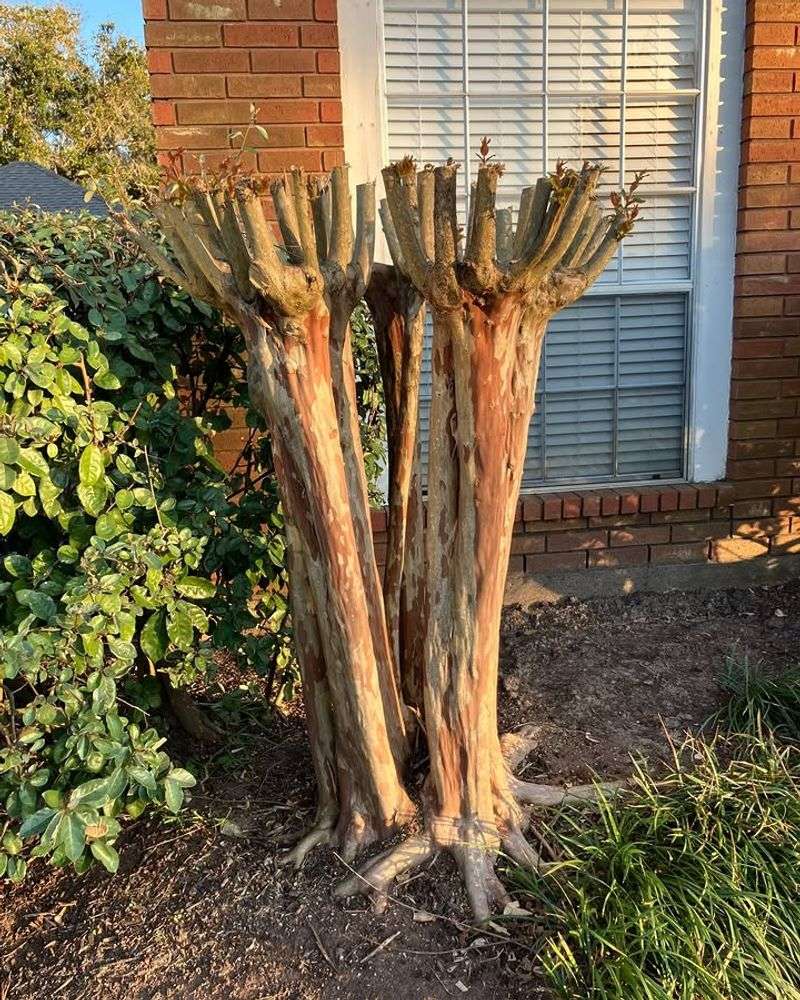 Avoid Topping Or Heavy Pruning Avoid Topping Or Heavy Pruning