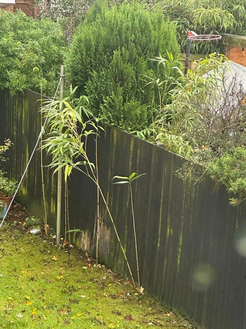 Avoid Trespassing To Remove The Main Clump
