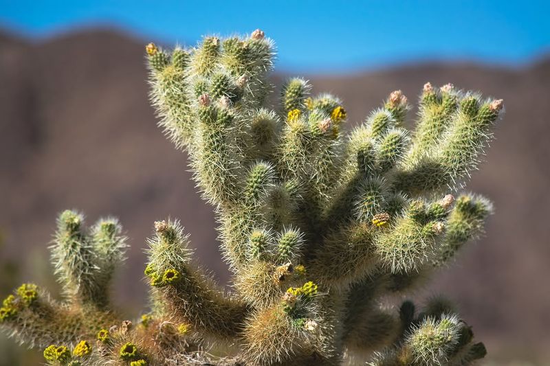 Avoid Trimming Nearby Cacti Or Shrubs Avoid Trimming Nearby Cacti Or Shrubs