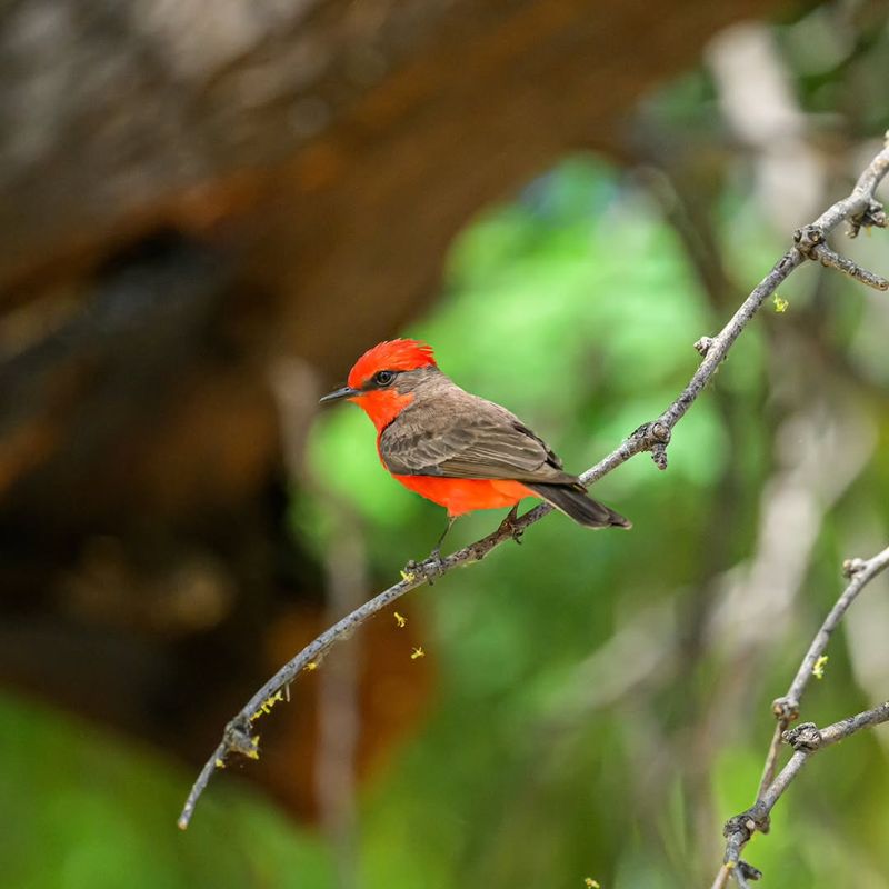 Avoid Using Insecticides Around The Yard