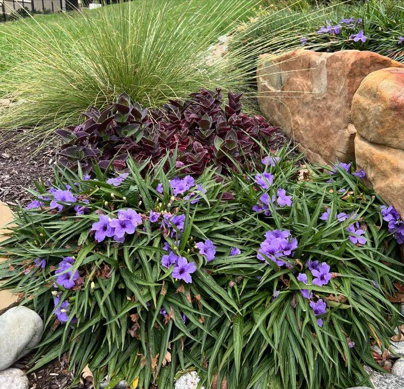Avoid Wild Type Mexican Petunia