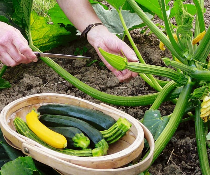 Avoiding Excess Nitrogen Fertilizer