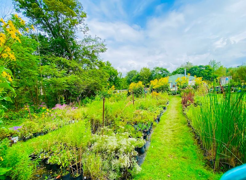 Avonlea Gardens Turns Native Plants Into A Snowbelt Specialty