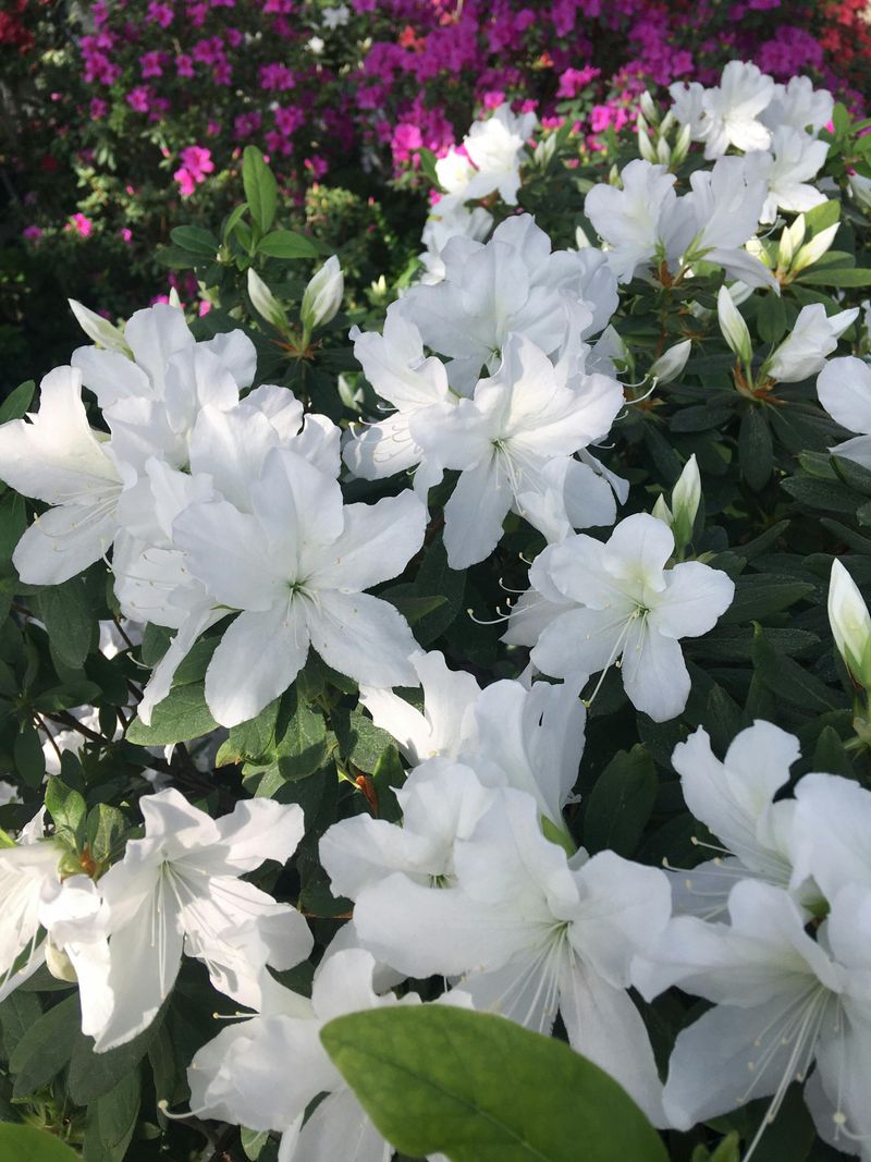 Azalea