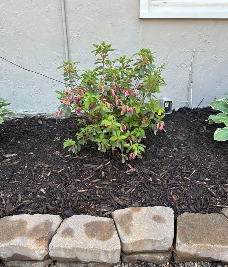 Azaleas Azaleas