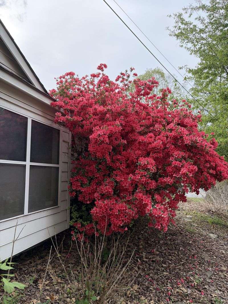 Azaleas Brighten Small Awkward Corners