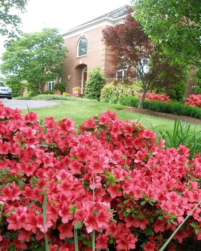 Azaleas Bring Spring Color To Boxwood-Heavy Beds