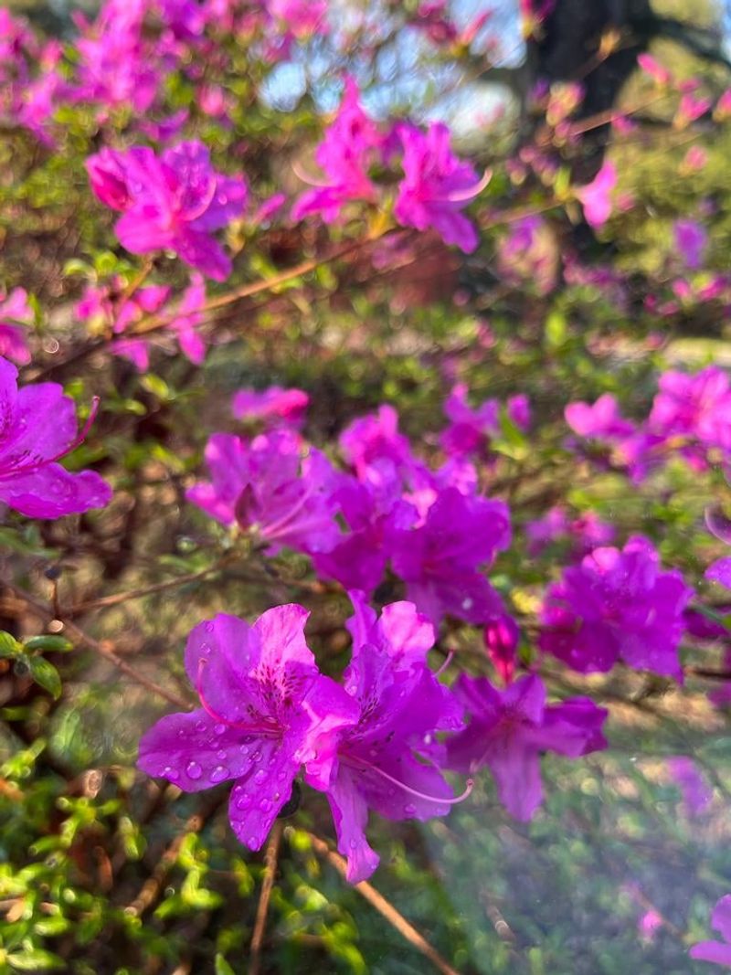 Azaleas Build Next Spring's Buds In Midsummer, And A Fall Trim Removes Them Azaleas Build Next Spring's Buds In Midsummer, And A Fall Trim Removes Them