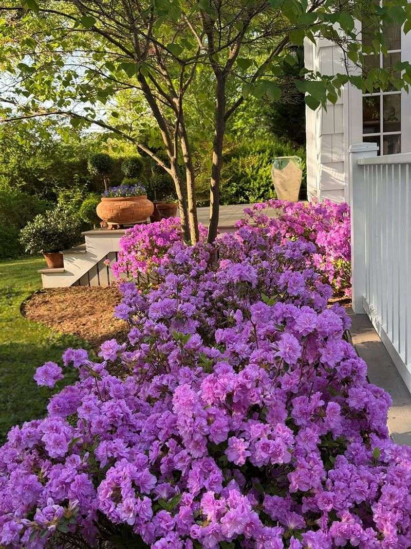 Azaleas Suffer When Dry Heat Reaches Their Roots