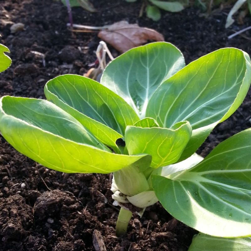 Baby Bok Choy (Brassica Rapa Var. Chinensis)