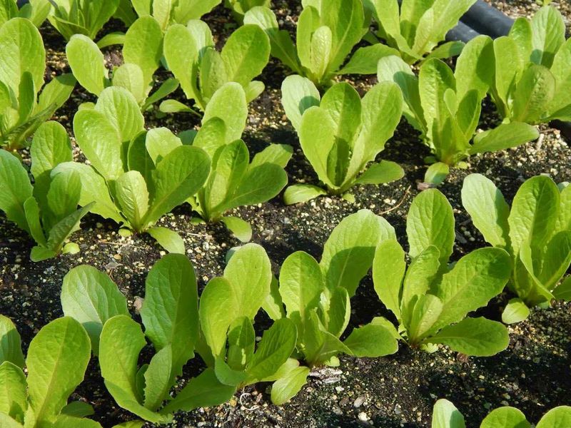 Baby Leaf Lettuce (Lactuca Sativa)