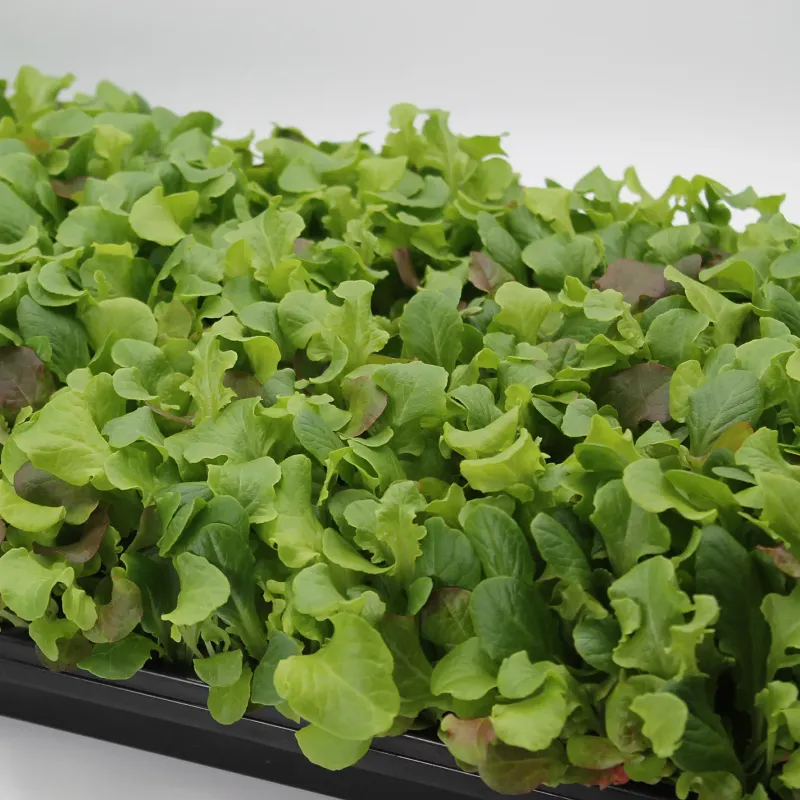 Baby Leaf Lettuce
