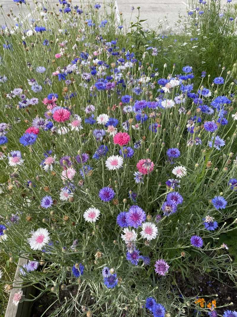 Bachelor's Buttons Pop Up In Cool Spring Soil