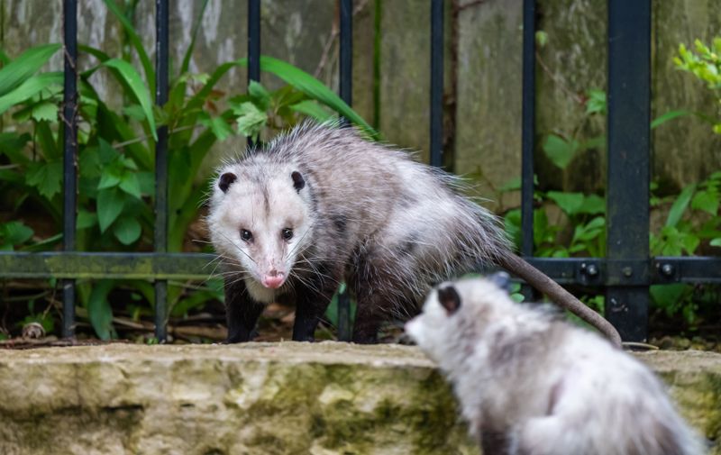 Backyard Animals Simply Cannot Match The Tick Control Opossums Provide
