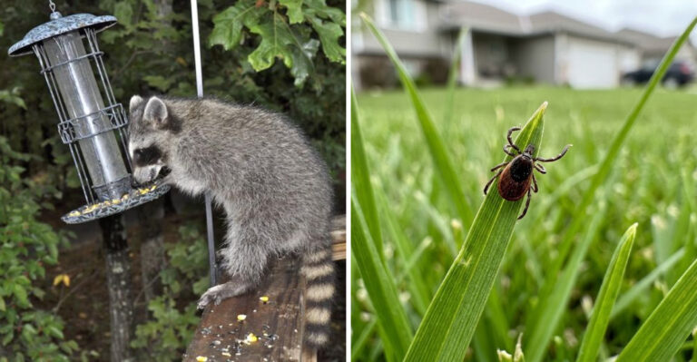 Backyard Habits That Attracts Wildlife To North Carolina Gardens And Ticks Along With It