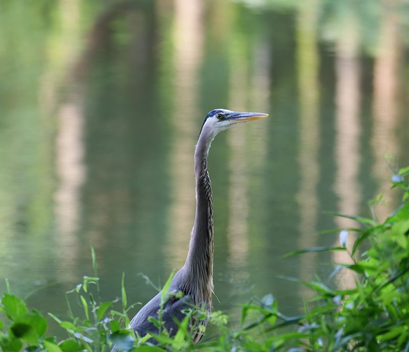 Backyard Ponds Offer Easy Feeding