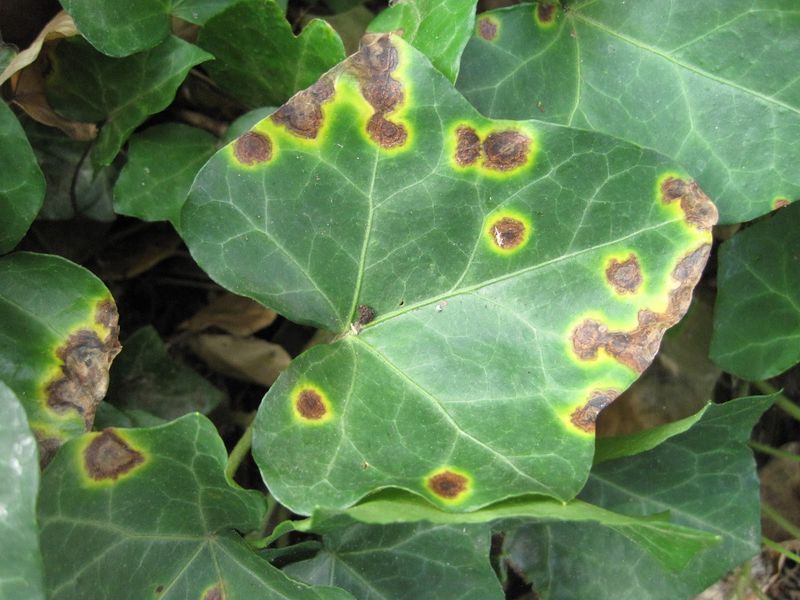 Bacterial Leaf Spot Bacterial Leaf Spot