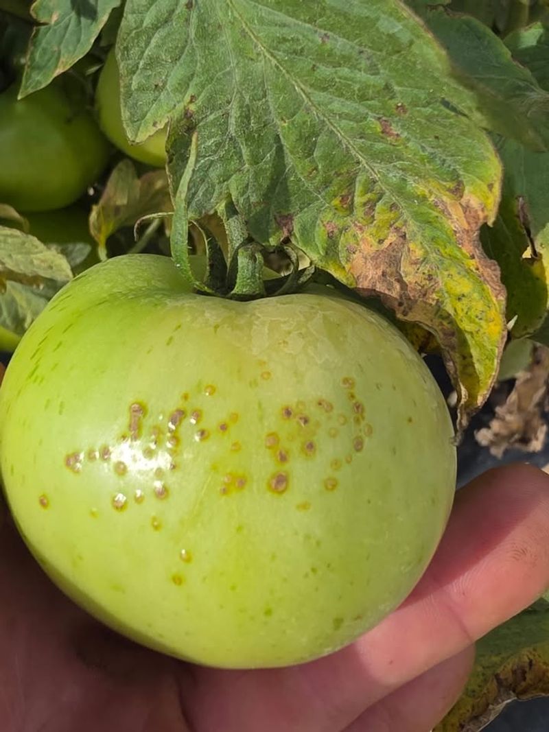 Bacterial Spot Spreads In Wet Weather
