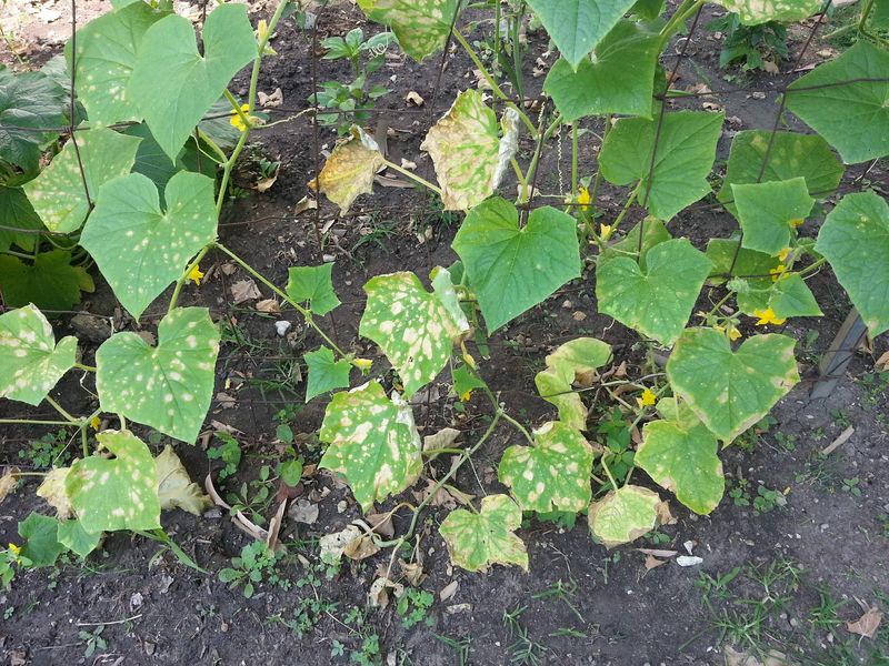 Bacterial Wilt Blocks Water Movement In Cucumbers