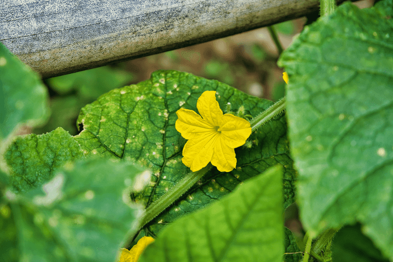 Bacterial Wilt Clogs Vascular Tissue And Yellows Vines