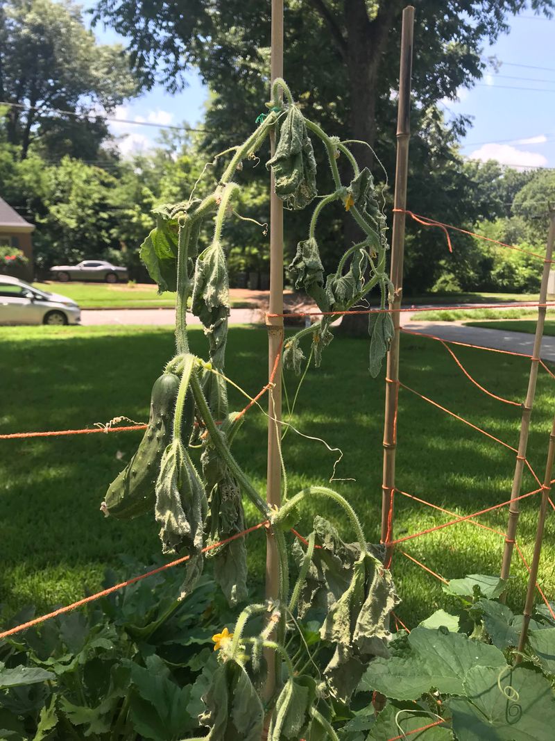 Bacterial Wilt Travels Through Cucumber Beetles Bacterial Wilt Travels Through Cucumber Beetles
