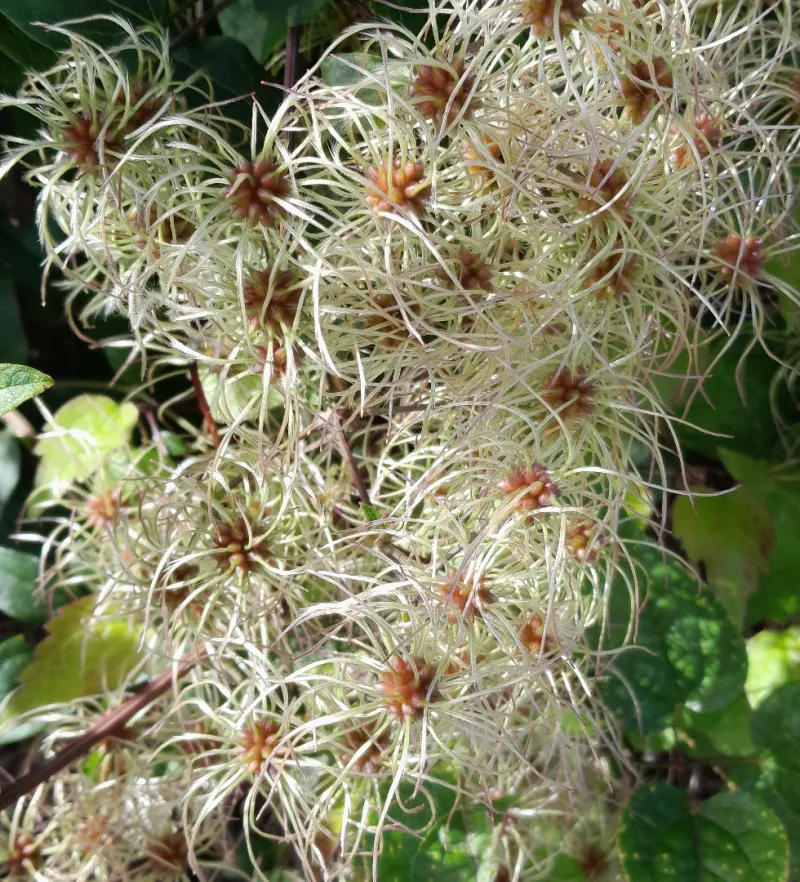 Bag Seed Heads Before They Spread