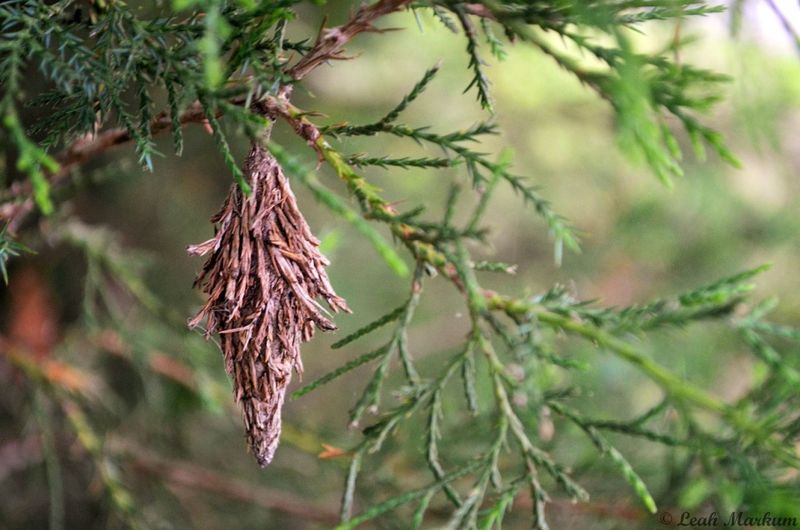 Bagworms Blend Into Arborvitae Foliage