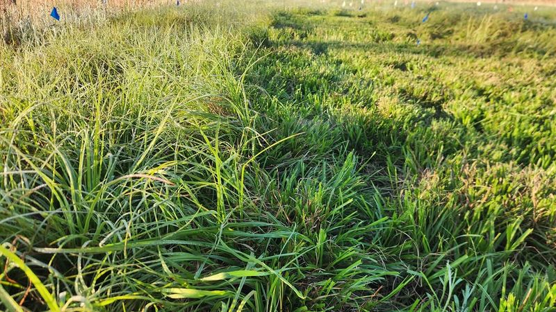 Bahiagrass Tolerates Dry Conditions Better Than Many Lawns