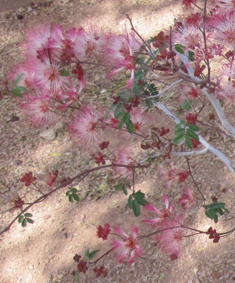 Baja Fairy Duster Attracts Pollinators Through Summer