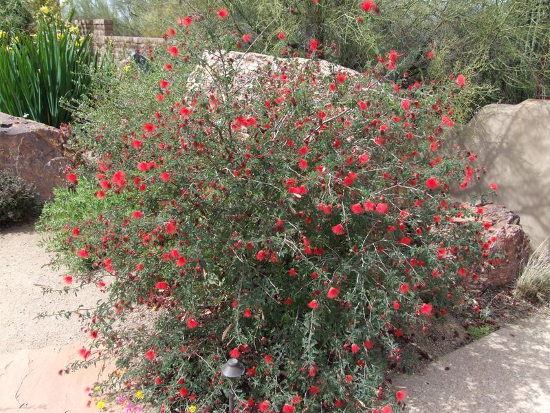 Baja Fairy Duster Benefits From Occasional Shaping