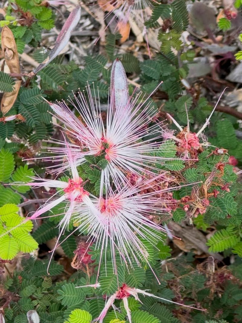 Baja Fairy Duster Keeps Hummingbirds Coming Back