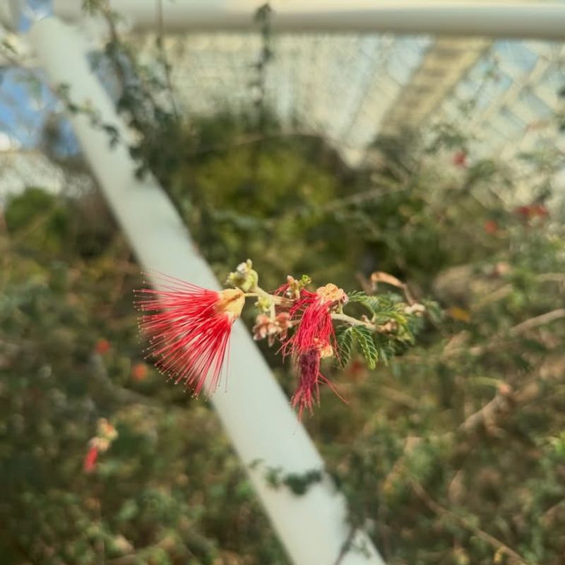 Baja Fairy Duster Takes Off Once Rainfall Picks Up