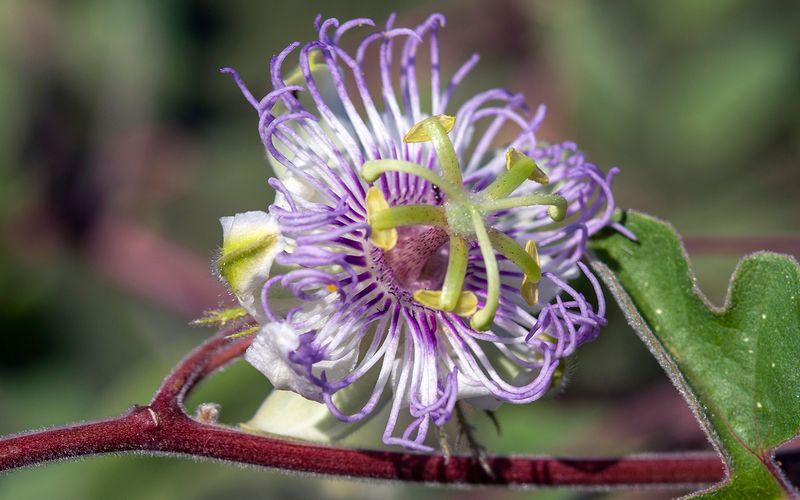 Baja Passion Vine Climbs Trellises And Arbors Baja Passion Vine Climbs Trellises And Arbors