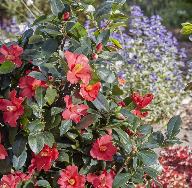 Balanced Fertilization After Spring Flowering Balanced Fertilization After Spring Flowering