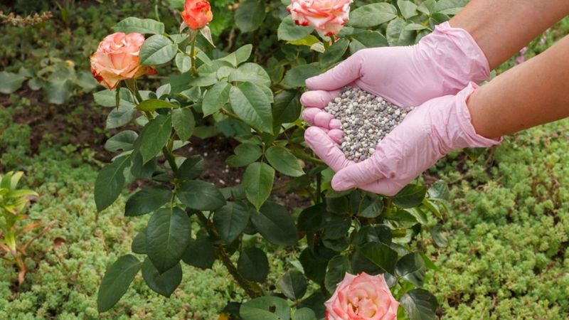 Balanced Fertilizer Supports Summer Rose Growth